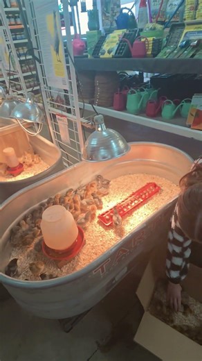 Today was peep day! 30 beautiful babies brought home🐥❤️ #peeps #chickens