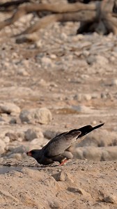 **Thirsty Raptor: Dark Chanting Goshawk Sips in Etosha's Blazing Heat!** 🌿💧 Get ready for a captivating moment of survival in the wilderness! 🌅🌾 In the midst of Etosha National Park's intense heat, a Dark Chanting Goshawk gracefully takes a sip from a waterhole. 🦅🌞💦 This raptor's resilience amidst the arid landscape reminds us of nature's enduring spirit, where every creature, no matter how fierce, must yield to the call of thirst. Join us in honoring this striking display of wildlife ada
