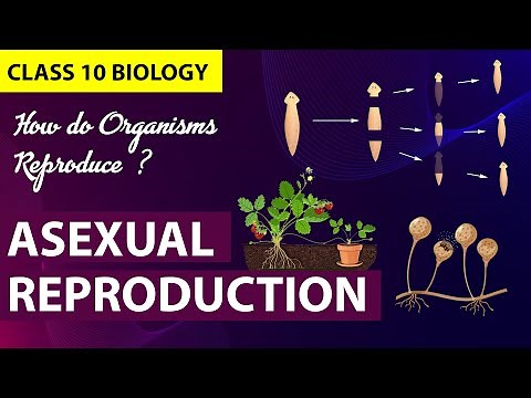 Class 10 reproduction | Asexual reproduction CBSE Class 10 Biology Chapter 7 | NCERT