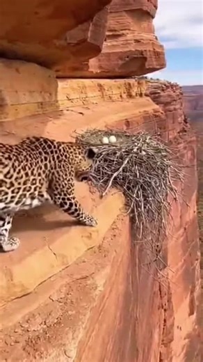 Tiger and Bird Encounter: Nature's Surprises