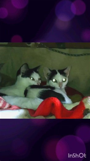 Cats settling in under the kotatsu (heated table) ⛺ #cat #life with cats #bicolor cat #kotatsu