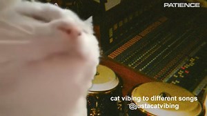 Tame Impala - Patience credit: @micklagi on tiktok | Vibe Cat