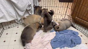 NAS puppy litter born December 17, 2025 | JAACE'S Animal Companions - Native American Indian Dog - Siberian Indian Dog - Native American Shepherd.