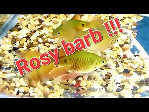 Rosy barb care guide - how to tell rosy barb gender, rosy barb tank mates, feeding and breeding tips