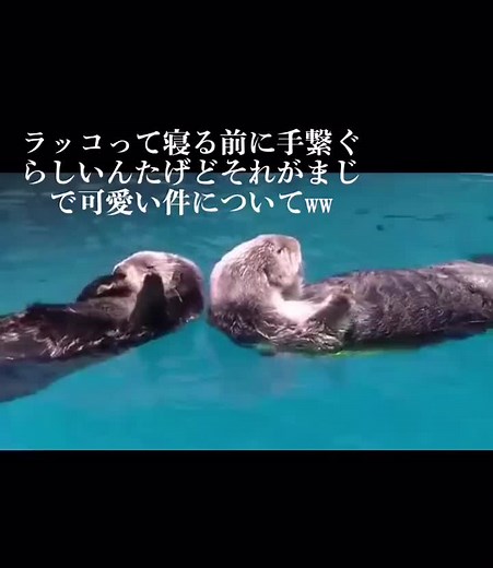 かわいいラッコの水中パフォーマンス