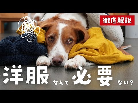 A dog trainer explains how to choose and get your dog used to clothes | Choosing clothes for the ...
