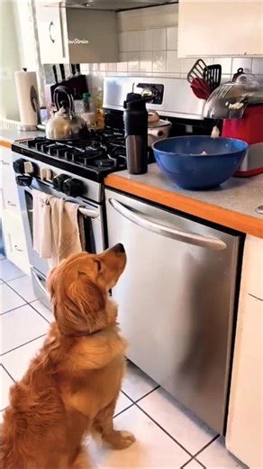 “Smart Popcorn Machine & The Loyal Dog Guard! 🍿🐶 Funny Dog Waiting for Popcorn” #shorts
