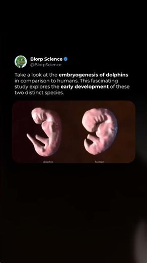 Dolphin vs Human Embryos 🐬