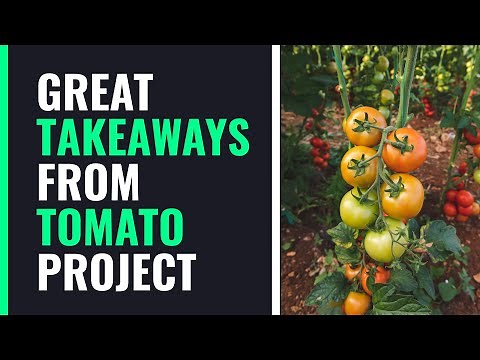 Learnings from a Tomato Project In Zimbabwe: An Aspiring Farmer's Guide to Successful Harvest