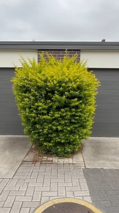 673K views · 19K reactions | I found this today on my way home! I heard my videos are not being shown to everyone. Let me know in the comments if you are seeing this? #gardening #satisfying | Nathans Lawns and Gardens | Facebook