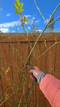 Pruning Roses in Seattle: Do This in February for Massive Blooms! 🌹, propagating pruned stems