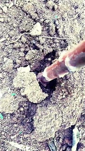 How to grow tapioca plant from cutting.🌱#tapioca #shortvideo .