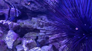 10K views · 497 reactions | With friends like these, who needs anemones? Just like clownfish hide in anemones, Banggai cardinalfish—like this one in Shedd's special Underwater Beauty exhibit—will hide between the spines of sea urchins to stay safe from predators. | Shedd Aquarium | Facebook