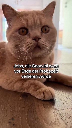 32K views · 271 reactions | Gut, dass er sowieso schon mit seinen Aufgaben als Hausherr beschäftigt ist jap jap jap ‍↕️ Und eure so? 來 #katzenmensch #katzenliebe #katzelustig | Gnocchi The Kitten | Facebook