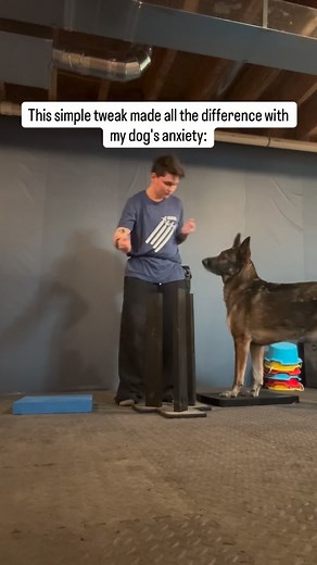 1.7K views · 252 reactions | I stopped training my dog when he was...