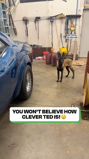 25K views · 714 reactions | The smartest dog ever  | Fluffy Animals | Facebook