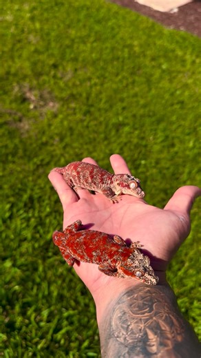 Le’s Geckos on Instagram: "Pairing going to be 🔥🔥🔥 #gargoyle #gargoylegecko #gecko #geckobreeder #newcaledoniangecko #blotch #superblotch #ultrablotchgargoylegecko #reptile #reptilesofinstagram #gargoylegeckosofinstagram #lesgeckos"