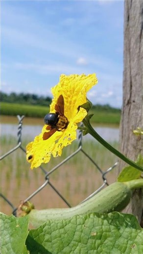 Beautiful Gourd Flowers #homegarden #beautifulnature #nature #flowers