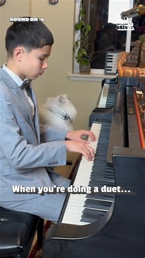 777K views · 39K reactions | This is that one scene from the aristocats! 藍 (Via - Shaoming G.) #Cats #Piano #Funny #PianoAudition #Fail #CatLovers | The Pet Collective | Facebook