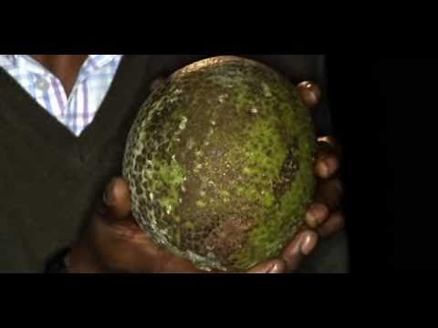 Joseph Banks | The Collectors | Natural History Museum