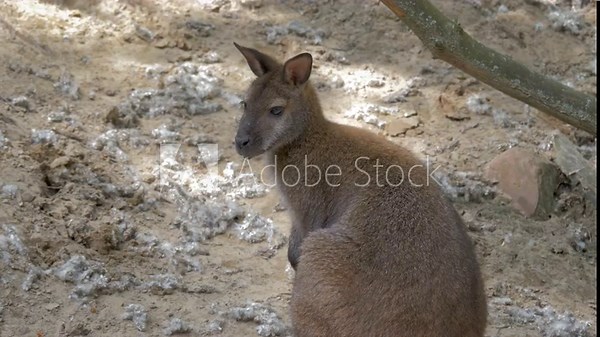 The Red-Necked Wallaby. Bennett's Wallaby. Scientific species name - Macropus Rufogriseus