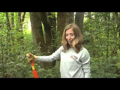 How to Remove Holly