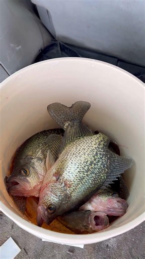 Slapping em 🐷 #fishing #walleyefishing #icefishing #fish #wintersport #crappie #crappiefishing