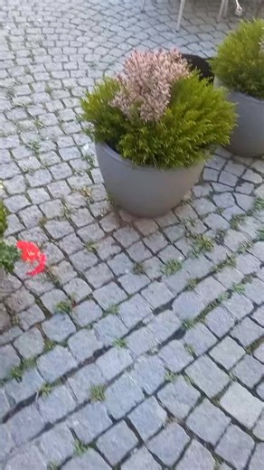 sophia_jimmycats (@sophia_jimmycats)’s videos with Originalton - sophia_jimmycats