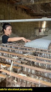 288K views · 3.4K reactions | #Sericulture #SilkWormFarming #SilkHarvesting #SericultureIndustry #SilkProduction #SilkWormCultivation sericulture, silk worm farming, silk harvesting, silk production, silk worm cultivation, silk industry, sericulture practices, silk worm life cycle, mulberry silk, tasar silk, eri silk, muga silk, silk worm eggs, silk worm rearing, silk worm feeding, silk worm cocoon, silk harvesting process, silk production techniques. | GD King | Facebook