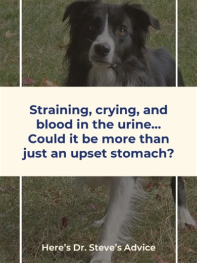 🐾 Prostate problems in dogs can be overwhelming. This 8.5-year-old Border Collie mix developed straining, pain, and an enlarged prostate. Conventional options included antibiotics, pain meds, and even neutering but his owner wanted holistic support too. 🌿 Dr. Steve recommends combining Galvanex Voltrex (Gold Standard Herbs) with Dispel Stasis in the Middle & Lower Palace (Kan Essentials). ✨ These herbs work together to shrink the prostate, relieve pain, improve circulation, and support against