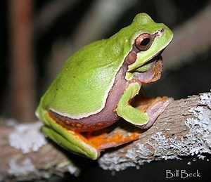 Pine Barrens tree frog - Alchetron, The Free Social Encyclopedia