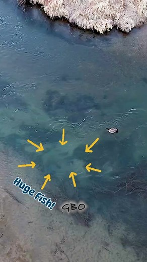Check out the giant trout (how many did you see?) swimming under this goose! Remember to fly your drone responsibly. This video was taken at 200 feet up and was digitally zoomed in to avoid disturbing the wildlife. I would imagine spotting fish to catch would also be considered unethical but I’ll leave that each states respective laws and your personal beliefs to hash out. | Good Bull Outdoors