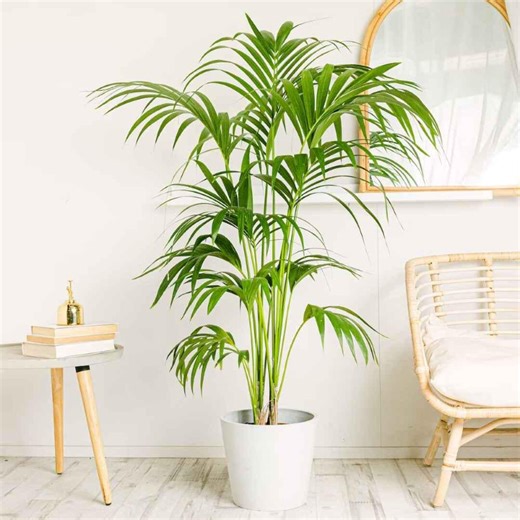 Kentia Palm (howea Forsteriana) - Live Plant - Etsy