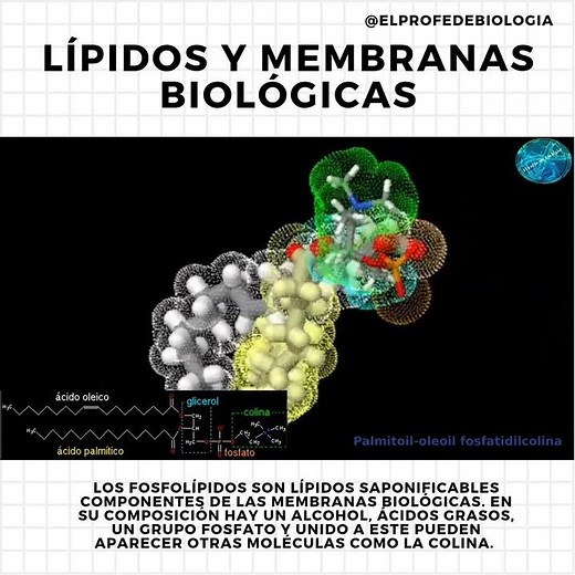 Fosfolípidos.