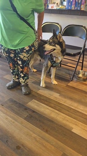 7.8K views · 74 reactions | B-Squad Dog Rescue and Glacial Lakes Humane Society and Shelter have some pups available for adoption Happy Tails K-9 Training now until 7pm tonight! Come see us! | Glacial Lakes Humane Society and Shelter | Facebook