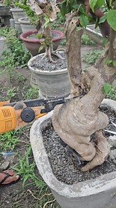 Gamit na gamit talaga ang chainsaw hindi lng pang cuttings ,pang linis din sa sirang party ng kahoy #milesbougainvillea | Miles Bougainvillea Gensan