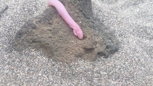 This mysterious worm lizard squirms its way out of the Baja California sand and straight into our hearts. JUST LOOK AT ITS TINY ARMS! http://bit.ly/2wIV1bW | SFGATE