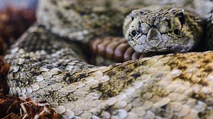 Texas snake expert gives tips as serpent sightings are expected to rise