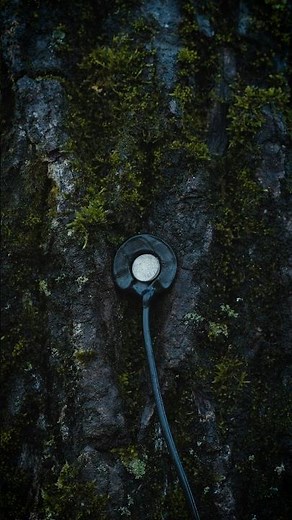 The drumming of a Woodpecker INSIDE a tree 🌳 #nature