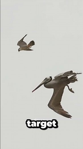 The Most Ruthless Bird