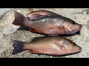 The EASIEST Way to Catch MANGROVE SNAPPER !!