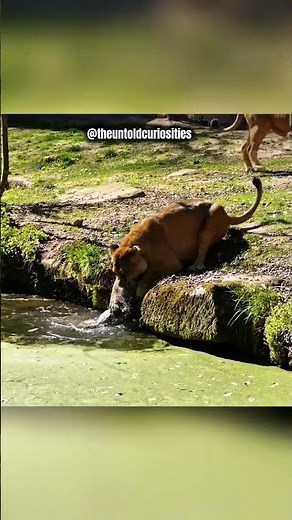 She ignored the lion to protect her cub 🦁 #nature #curiosities