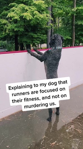 Miss Pepper the Poodle on TikTok