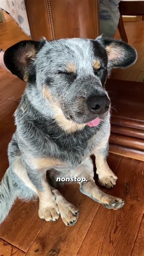 3 Reasons Blue Heelers Never Get Tired!