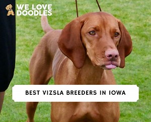 7 Best Vizsla Breeders in Iowa! - We Love Doodles
