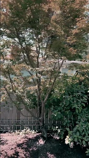 Heavy restoration prune on a coral bark japanese maple in late June