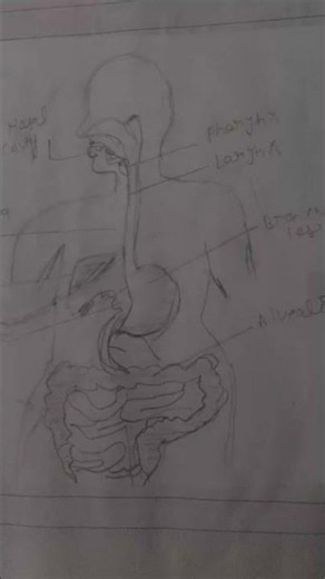 Human Respiratory System Diagram | मानव श्वसन प्रणाली का चित्र | Class 10 Biology NCERT