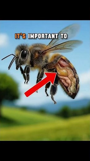 This Isn’t Honey — The Shocking Truth About Yellow Liquid From Bees