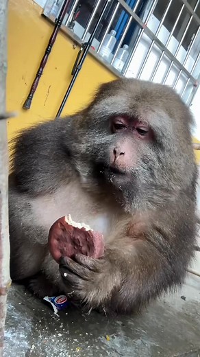 42K views · 1.5K reactions | “Just another day in the jungle  #MonkeyLife #WildNature #AnimalLovers #JungleVibes #NatureWatch” | Funny Monkey | Facebook