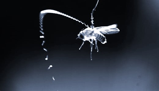 Parasitic worms rely on static electricity to find prey in midair - Berkeley News